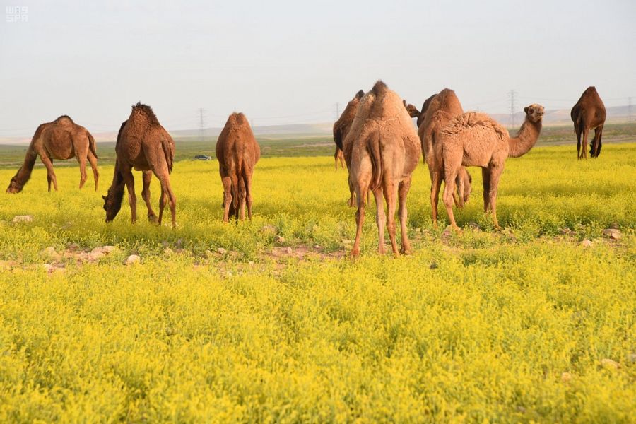 ربيع السعودية وأزهاره | Saudi spring scenery